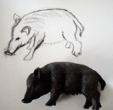 Sanglier dodu - Croquis & gribouillis