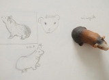 Raton rongeur - Croquis & gribouillis