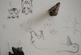 Canard  & sanglier - Croquis & gribouillis